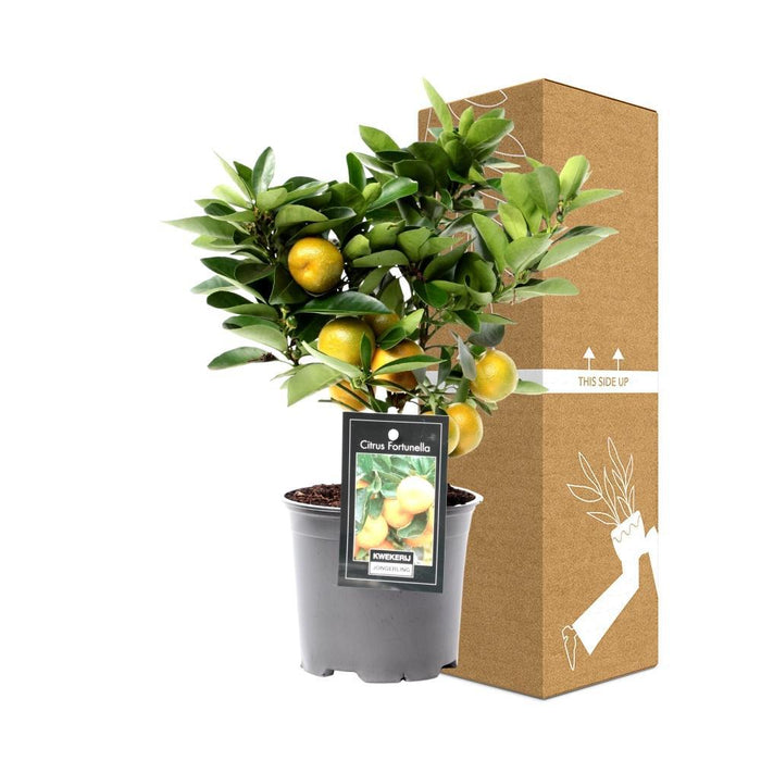 Citrus Calamondin