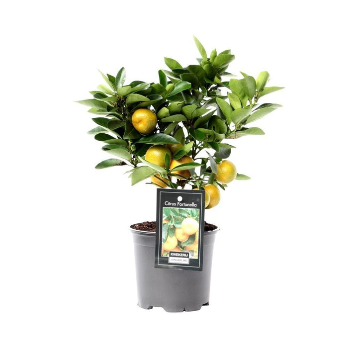 Citrus Calamondin