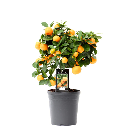 Citrus Calamondin