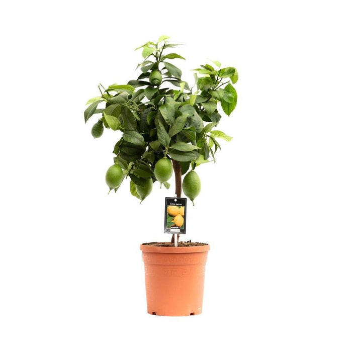 Citrus Citron