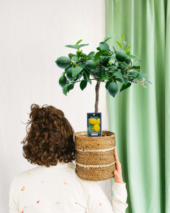 Meyer Citrus