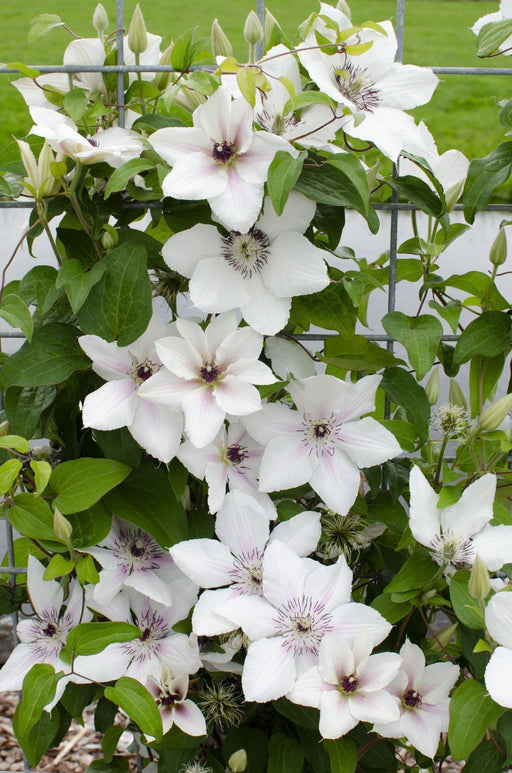 Clematis Boulevard 'Grevinden Af Wessex'