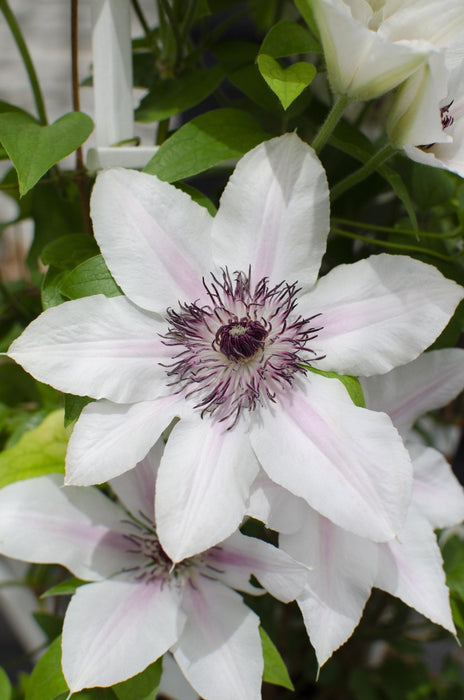 Clematis Boulevard 'Grevinden Af Wessex'