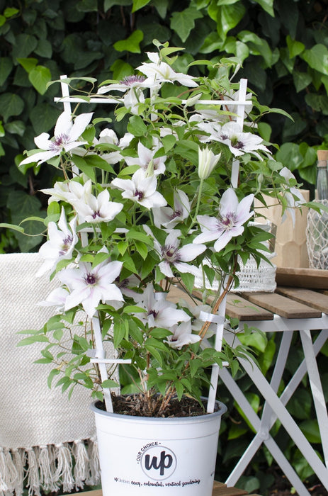 Clematis Boulevard 'Grevinden Af Wessex'