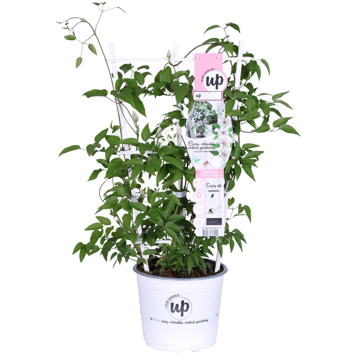 Clematis Boulevard 'Grevinden Af Wessex'