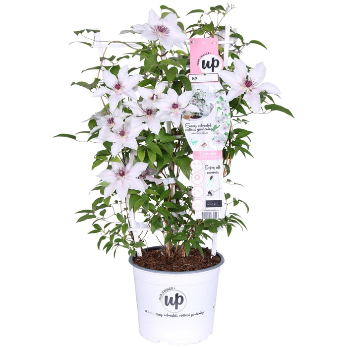 Clematis Boulevard 'Grevinden Af Wessex'