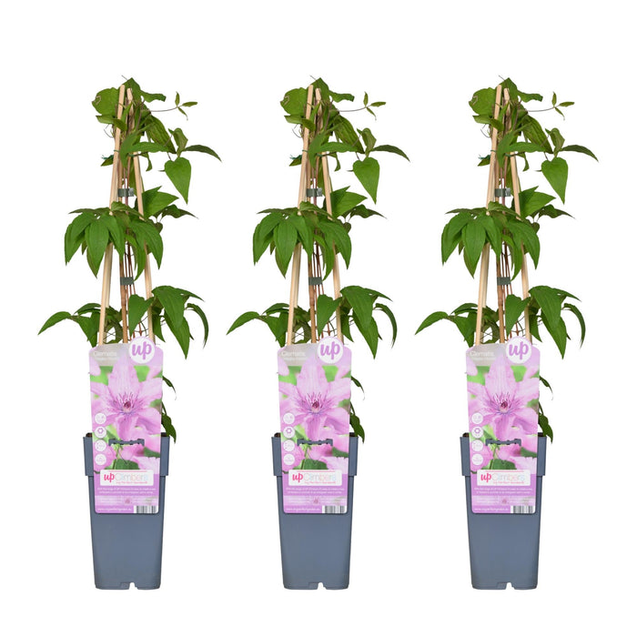 Clematis Hagley Hybrid - Sæt Med 3