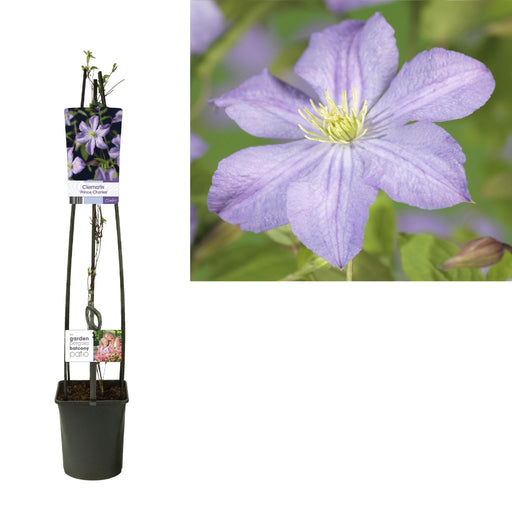 Clematis 'Prins Charles'