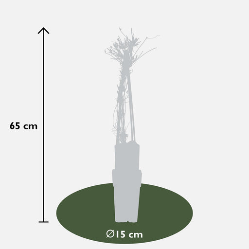 Clematite Alpina - ↨65Cm - Ø15 - Blomstrende Udendørs Plante