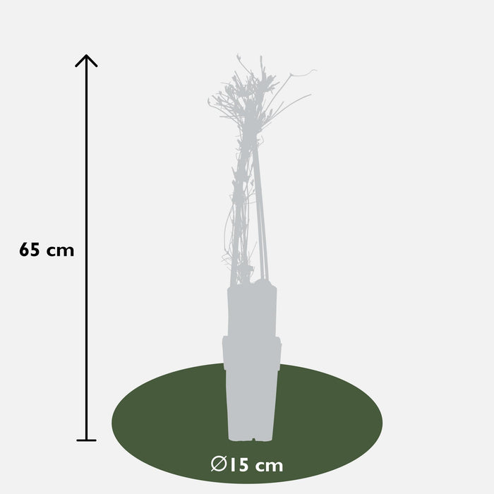 Clematite Alpina - ↨65Cm - Ø15 - Blomstrende Udendørs Plante