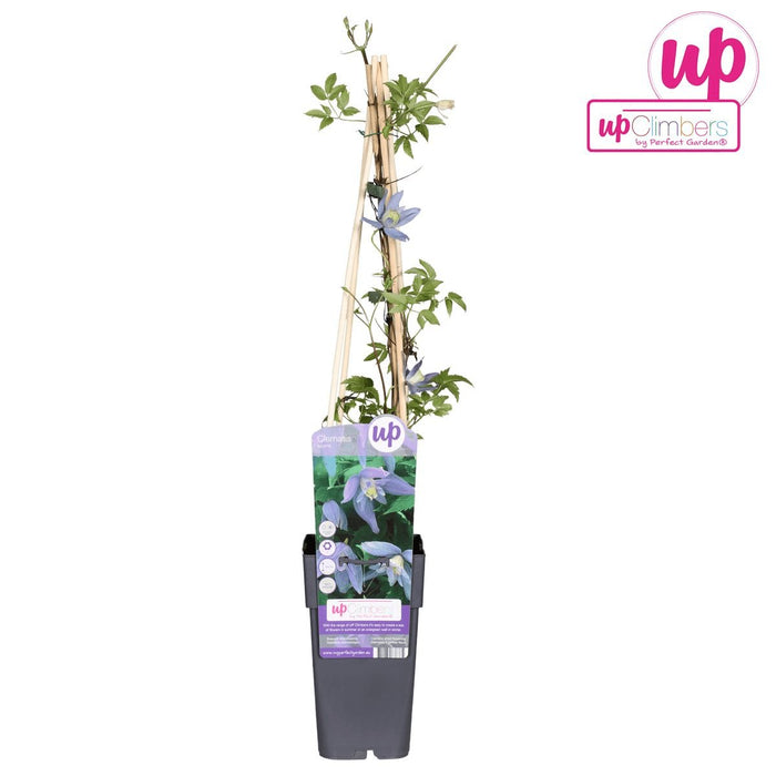Clematite Alpina - ↨65Cm - Ø15 - Blomstrende Udendørs Plante