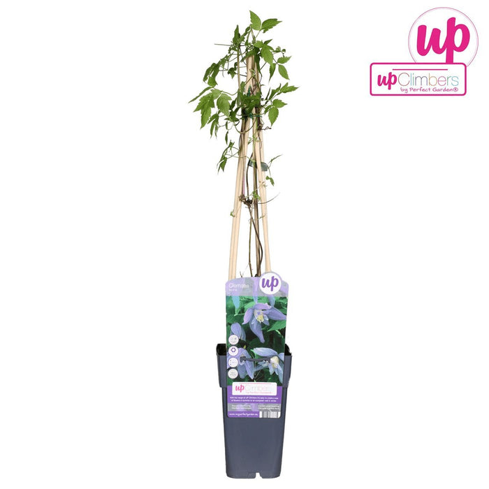 Clematite Alpina - ↨65Cm - Ø15 - Blomstrende Udendørs Plante