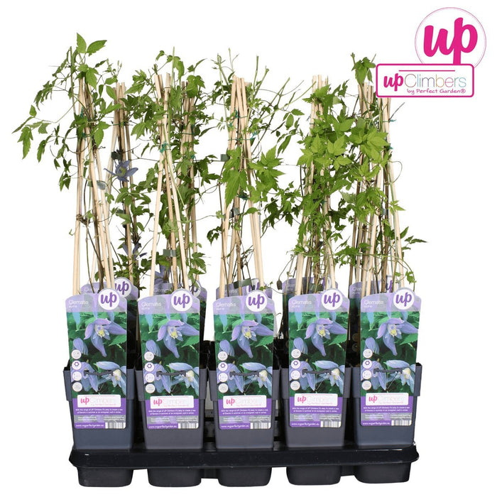 Clematite Alpina - ↨65Cm - Ø15 - Blomstrende Udendørs Plante