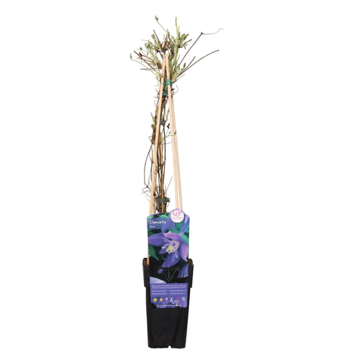 Clematite Alpina - ↨65Cm - Ø15 - Blomstrende Udendørs Plante