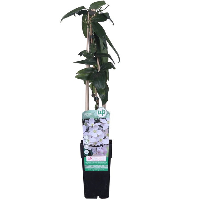Clematite Armandii - ↨65Cm - Ø15 - Udendørs Blomstrende Plante
