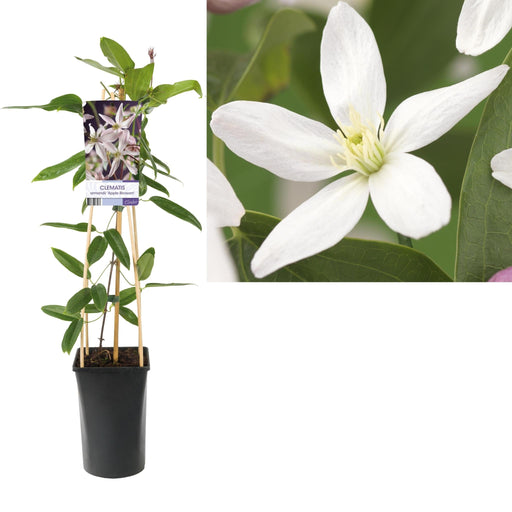 Clematite Armandii Æbleblomst D17Cm H75Cm