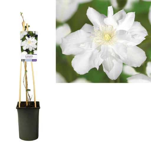 Hvid Clematis Sylvia Denny D17Cm H75Cm