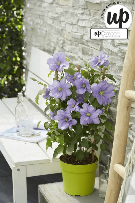 Clematite Boulevard® Cezanne ™ - ↨70Cm - Ø19 - Klatreblomstrende Udendørsplante