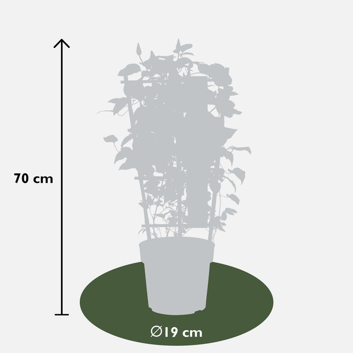 Clematite Boulevard® Cezanne ™ - ↨70Cm - Ø19 - Klatreblomstrende Udendørsplante