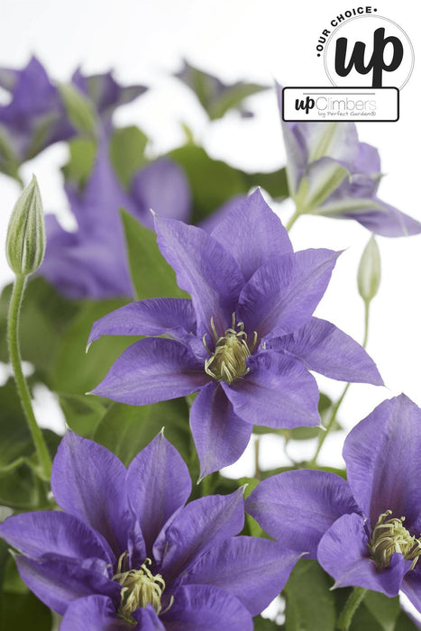Clematite Boulevard® Cezanne ™ - ↨70Cm - Ø19 - Klatreblomstrende Udendørsplante