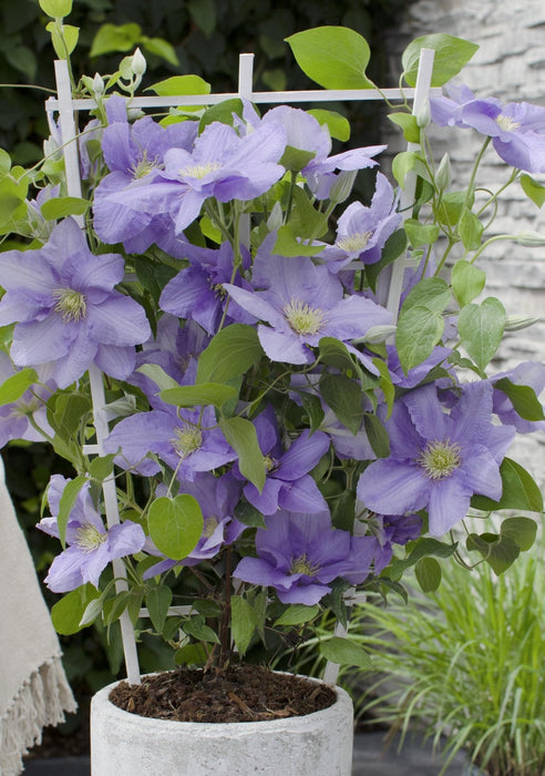 Clematite Boulevard® Cezanne ™ - ↨70Cm - Ø19 - Klatreblomstrende Udendørsplante
