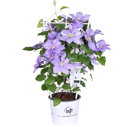 Clematite Boulevard® Cezanne ™ - ↨70Cm - Ø19 - Klatreblomstrende Udendørsplante
