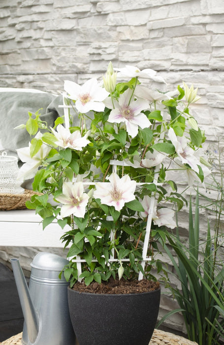 Clematite Boulevard® Corinne ™ - ↨70Cm - Ø19 - Klatreblomstrende Udendørsplante