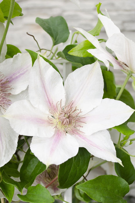 Clematite Boulevard® Corinne ™ - ↨70Cm - Ø19 - Klatreblomstrende Udendørsplante