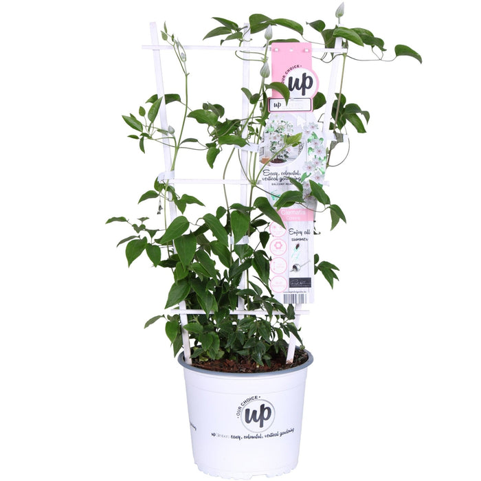 Clematite Boulevard® Corinne ™ - ↨70Cm - Ø19 - Klatreblomstrende Udendørsplante