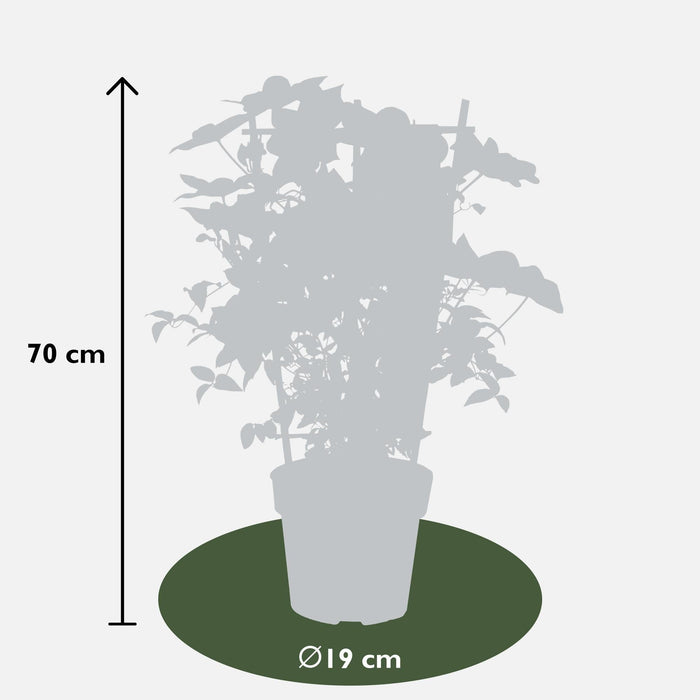 Clematite Boulevard® Corinne ™ - ↨70Cm - Ø19 - Klatreblomstrende Udendørsplante