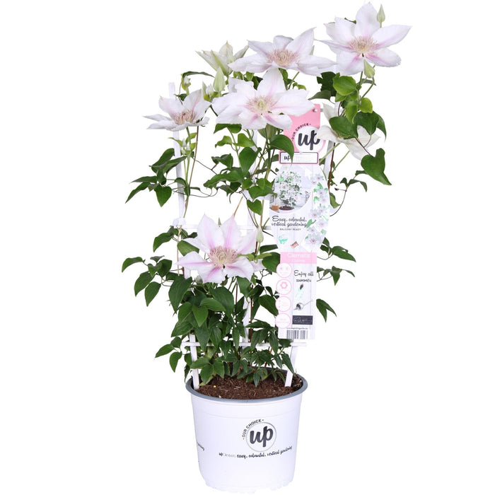 Clematite Boulevard® Corinne ™ - ↨70Cm - Ø19 - Klatreblomstrende Udendørsplante