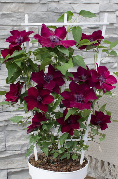 Clematite Boulevard® Nubia ™ - ↨70Cm - Ø19 - Klatreblomstrende Udendørsplante