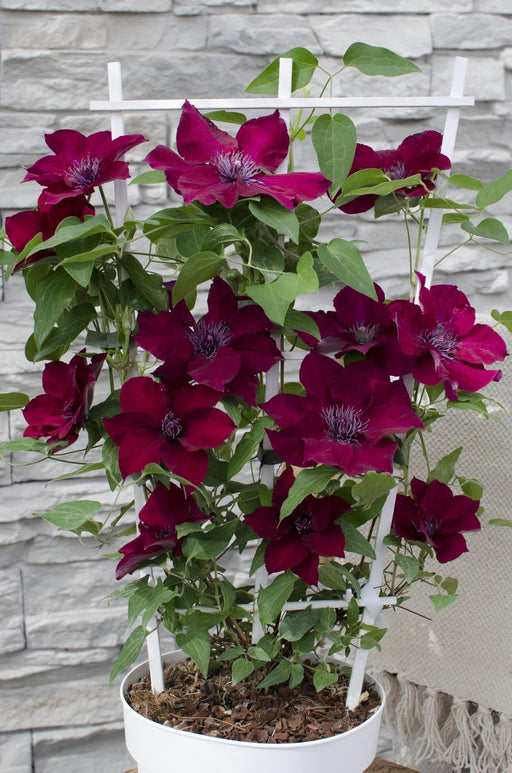 Clematite Boulevard® Nubia ™ - ↨70Cm - Ø19 - Klatreblomstrende Udendørsplante