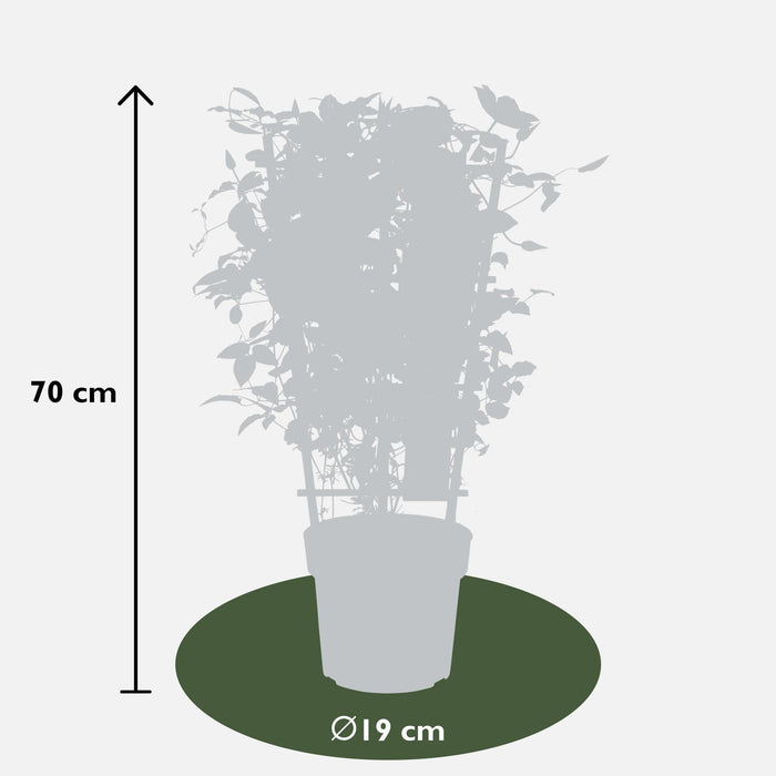 Clematite Boulevard® Nubia ™ - ↨70Cm - Ø19 - Klatreblomstrende Udendørsplante