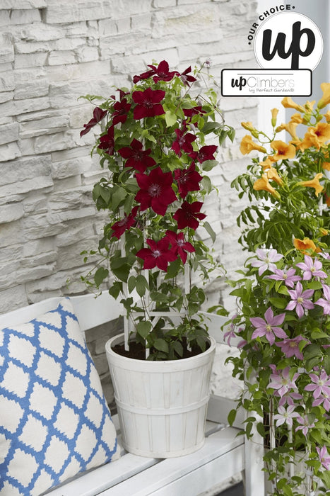 Clematite Boulevard® Nubia ™ - ↨70Cm - Ø19 - Klatreblomstrende Udendørsplante