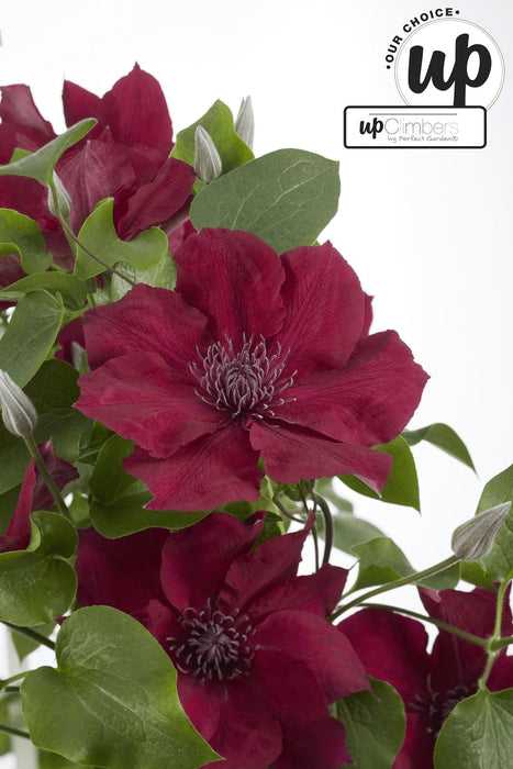Clematite Boulevard® Nubia ™ - ↨70Cm - Ø19 - Klatreblomstrende Udendørsplante