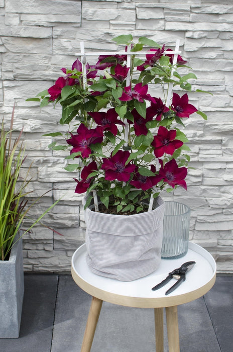 Clematite Boulevard® Nubia ™ - ↨70Cm - Ø19 - Klatreblomstrende Udendørsplante