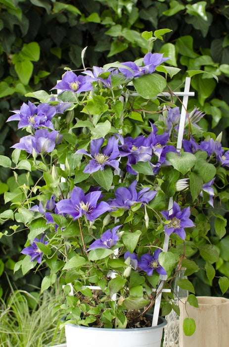 Clematite Boulevard® Olympia ™ - ↨70Cm - Ø19 - Klatreblomstrende Udendørsplante