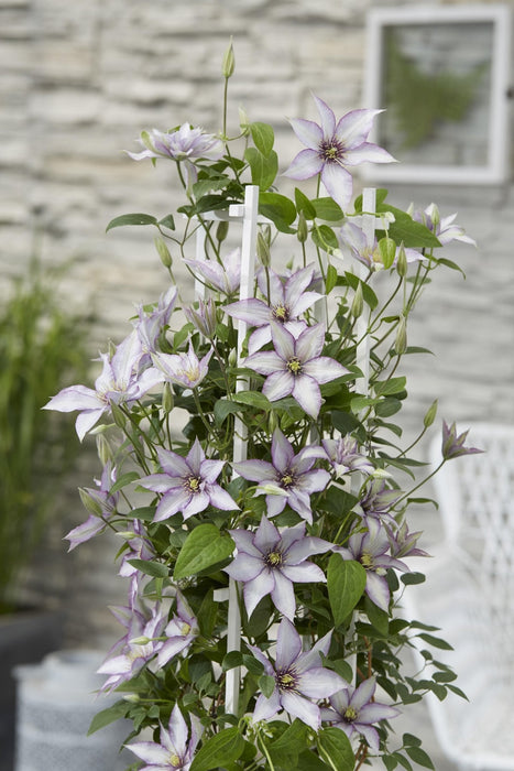 Clematite Boulevard® Samaritan Jo ™ - ↨65Cm - Ø15 - Klatreblomstrende Udendørsplante