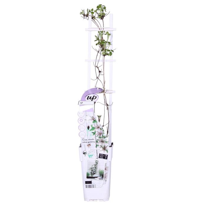 Clematite Boulevard® Samaritan Jo ™ - ↨65Cm - Ø15 - Klatreblomstrende Udendørsplante
