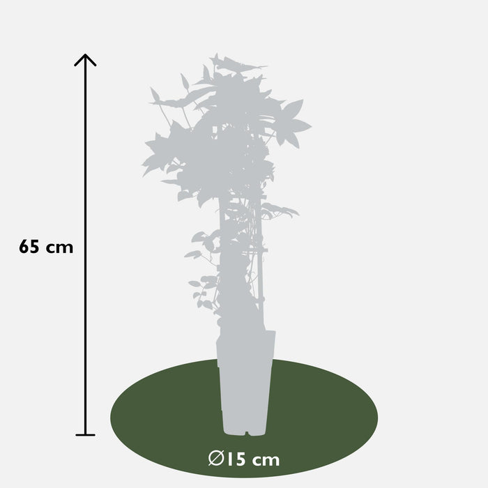 Clematite Boulevard® Samaritan Jo ™ - ↨65Cm - Ø15 - Klatreblomstrende Udendørsplante