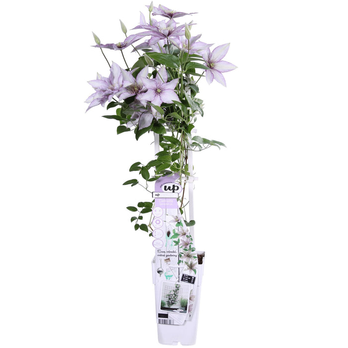 Clematite Boulevard® Samaritan Jo ™ - ↨65Cm - Ø15 - Klatreblomstrende Udendørsplante