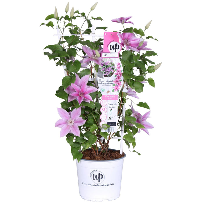 Clematite Boulevard® Yuan ™ - ↨70Cm - Ø19 - Blomstrende Udendørs Plante
