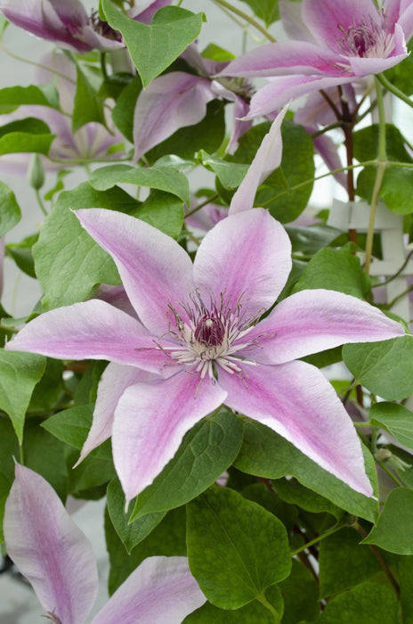 Clematite Boulevard® Yuan ™ - ↨70Cm - Ø19 - Blomstrende Udendørs Plante