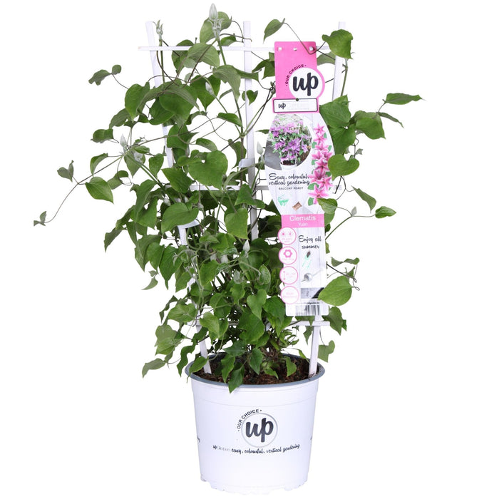 Clematite Boulevard® Yuan ™ - ↨70Cm - Ø19 - Blomstrende Udendørs Plante