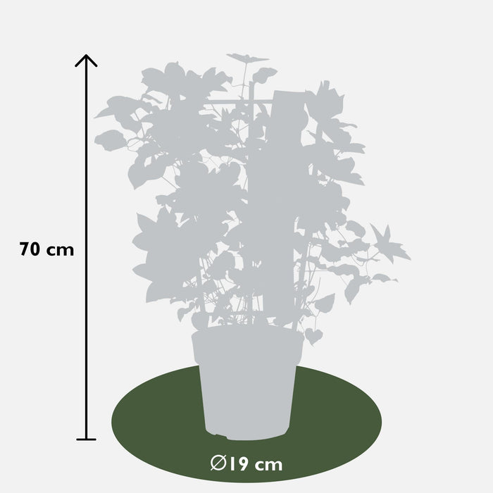 Clematite Boulevard® Yuan ™ - ↨70Cm - Ø19 - Blomstrende Udendørs Plante