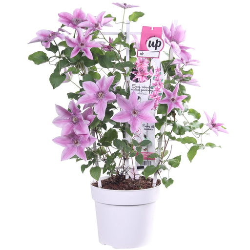 Clematite Boulevard® Yuan ™ - ↨70Cm - Ø19 - Blomstrende Udendørs Plante