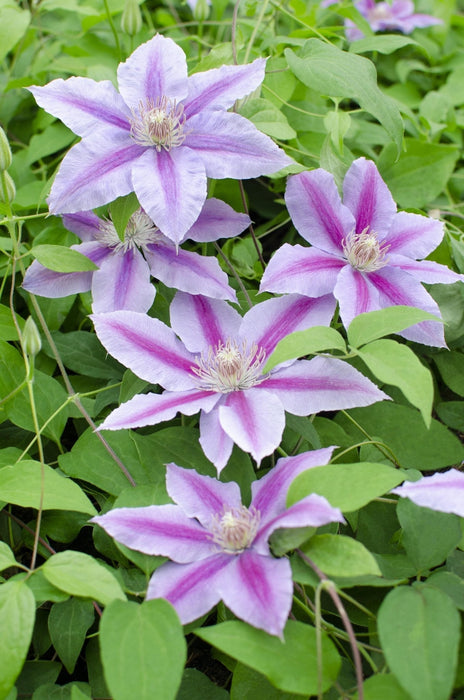 Clematite Dr Ruppel - ↨65Cm - Ø15 - Klatreblomstrende Udendørsplante