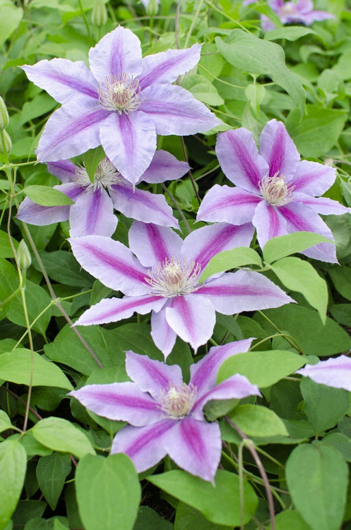 Clematite Dr Ruppel - ↨65Cm - Ø15 - Klatreblomstrende Udendørsplante