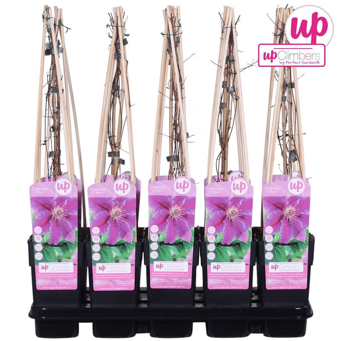 Clematite Dr Ruppel - ↨65Cm - Ø15 - Klatreblomstrende Udendørsplante